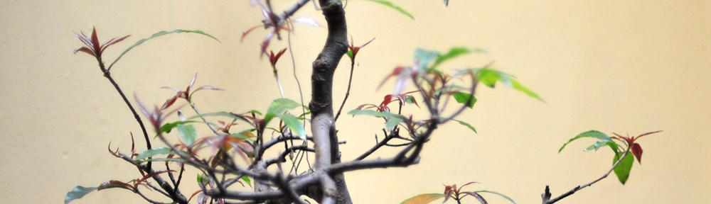 futureleadersforpeace